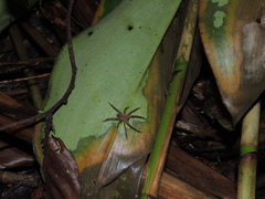 Phoneutria boliviensis