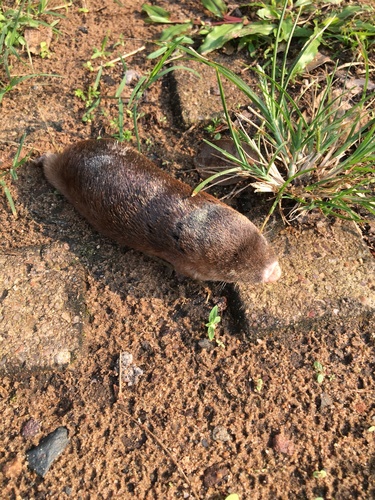 Zulu Golden Mole