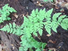 Cystopteris protrusa