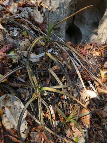 Aloe antsingyensis