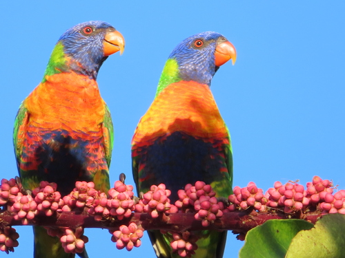 Rainbow Lorikeet, photo 8 of 10