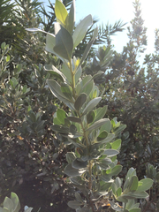 Conocarpus erectus sericeus