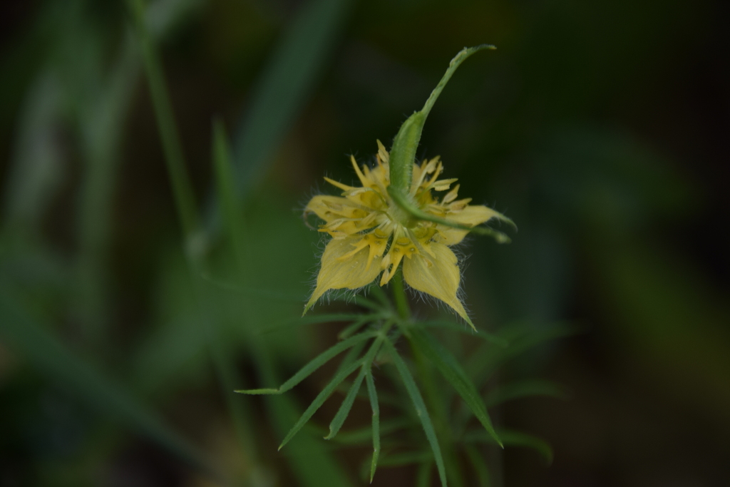 Nigella ciliaris; photograph (c) Mitch Van Dyke, some rights reserved (CC BY)