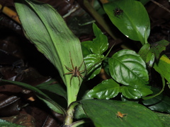 Phoneutria boliviensis