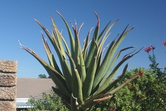Aloe rupestris