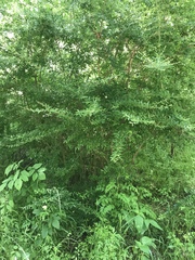 Ligustrum quihoui