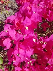 Bougainvillea