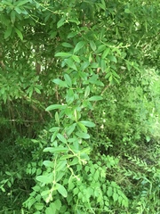 Ligustrum quihoui