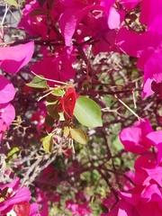 Bougainvillea