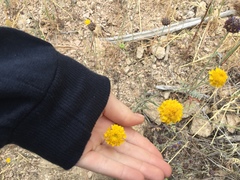 Chaenactis glabriuscula