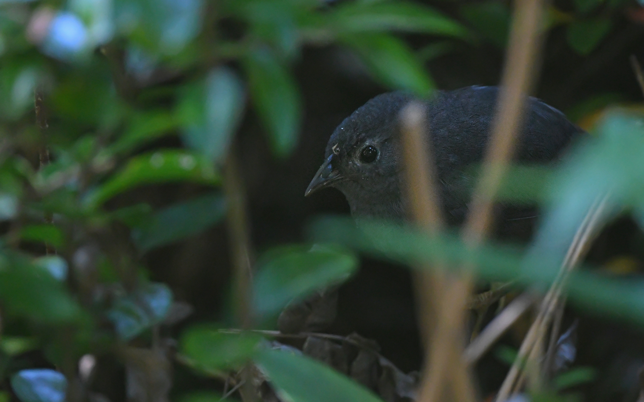 Ochre-flanked Tapaculo (Eugralla paradoxa), photo 3