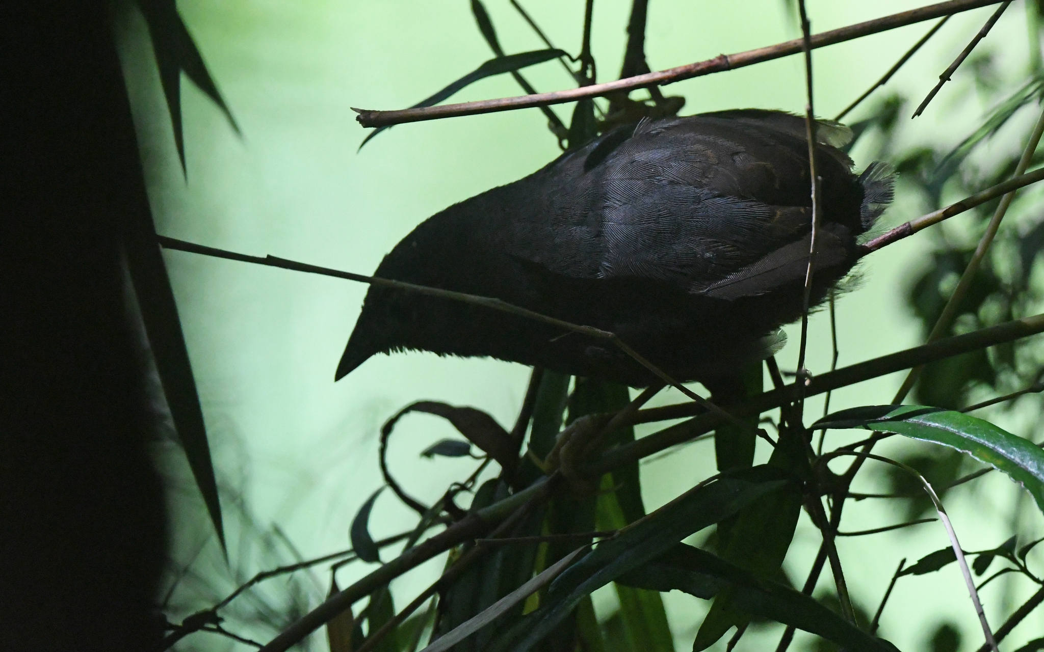Ochre-flanked Tapaculo (Eugralla paradoxa), photo 5
