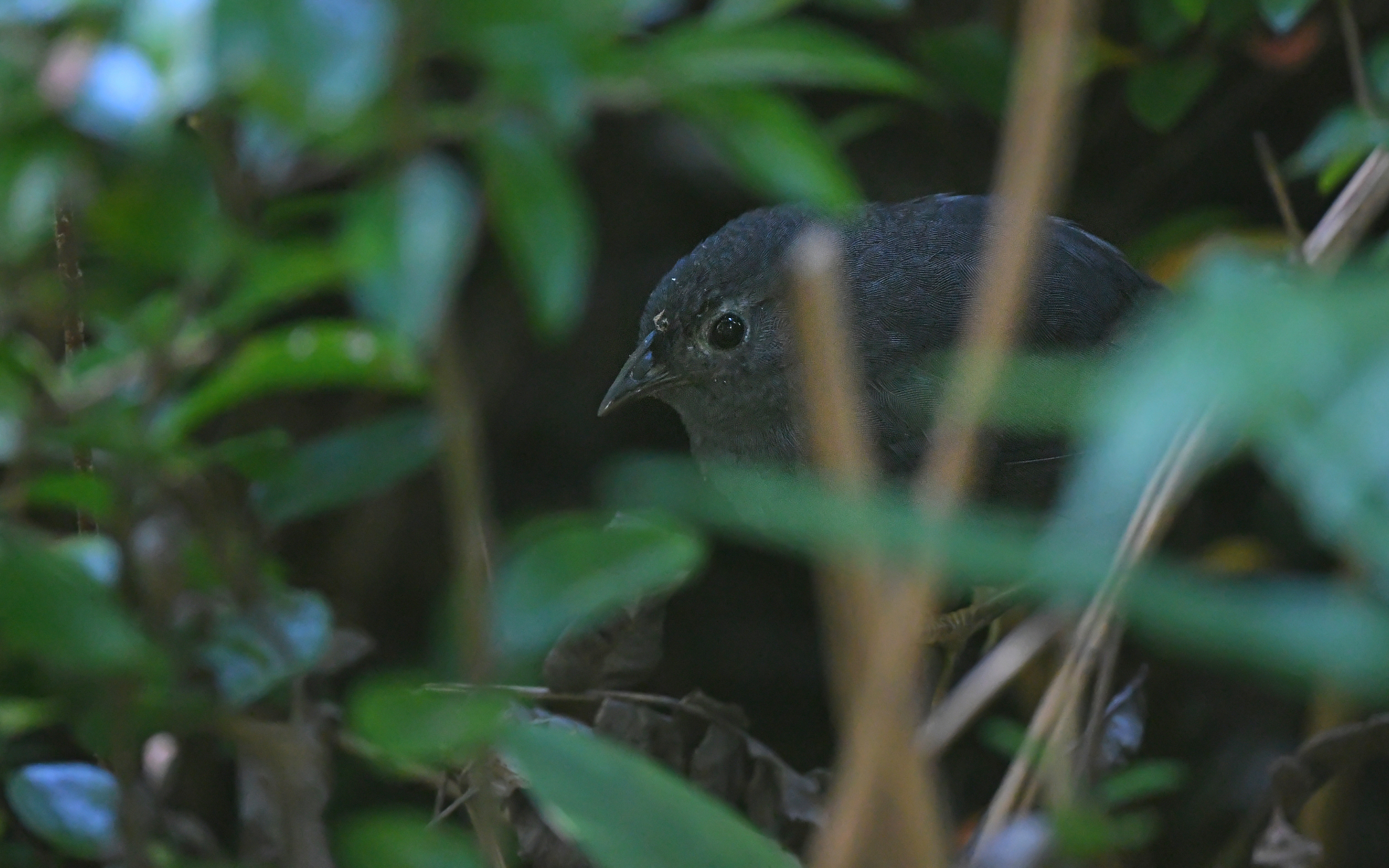 Ochre-flanked Tapaculo (Eugralla paradoxa), photo 4