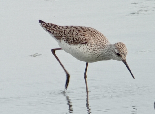 Archibebe fino (Tringa stagnatilis)