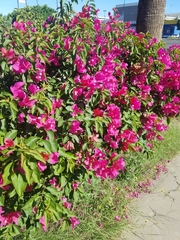 Bougainvillea
