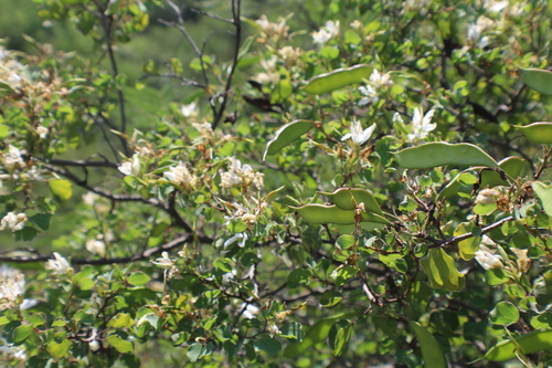 Image of Bauhinia lunarioides by (c) Francisco Martínez González, some rights reserved (CC BY-SA)
