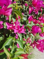 Bougainvillea