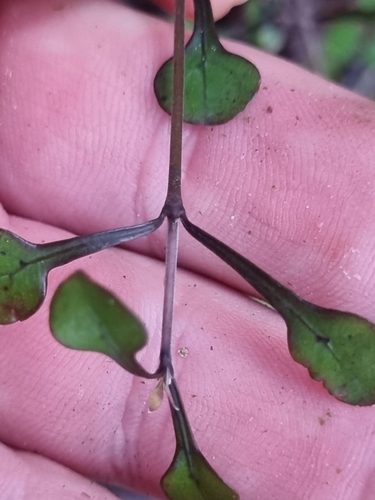 Image of Coprosma arborea by (c) Benjamin Lavin, some rights reserved (CC BY)