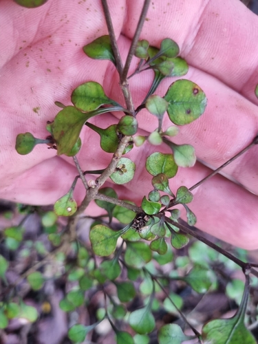 Image of Coprosma arborea by (c) Benjamin Lavin, some rights reserved (CC BY)