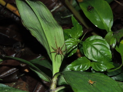 Phoneutria boliviensis