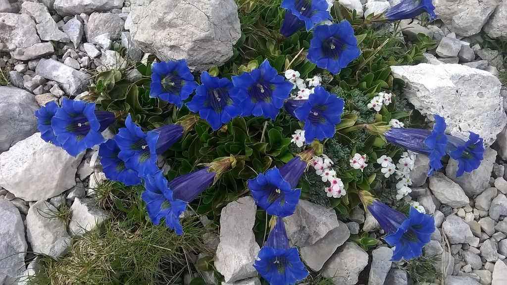 Gentiana dinarica