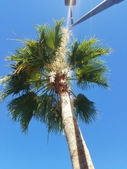 Washingtonia