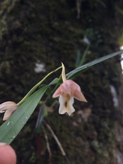 Scaphyglottis