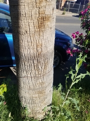Washingtonia