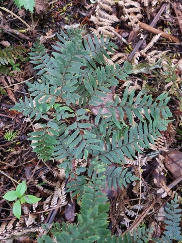 Image of Adiantum fulvum by (c) Benjamin Lavin, some rights reserved (CC BY)