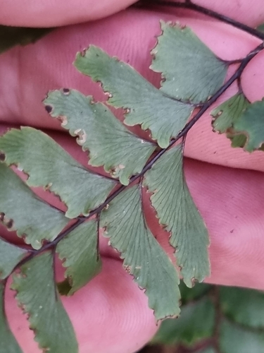 Image of New Zealand Maidenhair Fern (Adiantum fulvum) by (c) Benjamin Lavin, some rights reserved (CC BY)