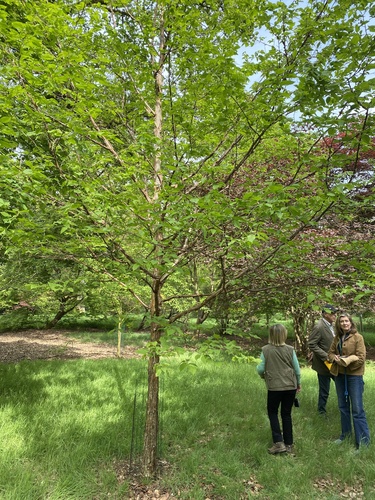 Corylus fargesii, photographed by an iNaturalist contributor