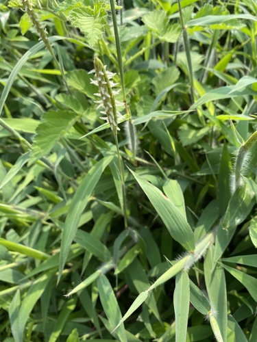 Ischaemum indicum iNat (3)