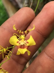 Oncidium orthotis