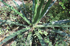 Agave funkiana
