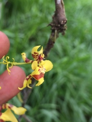 Oncidium orthotis