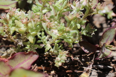 Sedum potosinum