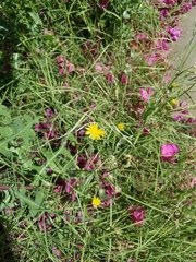 Asteraceae