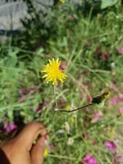 Asteraceae