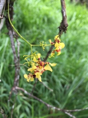 Oncidium orthotis