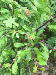 Olethreutes arcuella