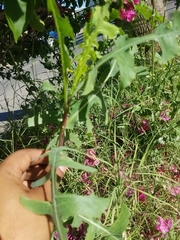 Asteraceae