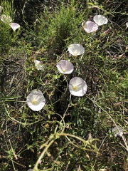 Calystegia macrostegia macrostegia