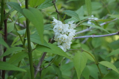 Deutzia gracilis