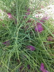 Poaceae