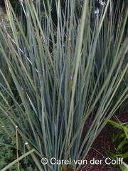 Strelitzia juncea