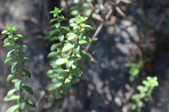 Sedum calcicola