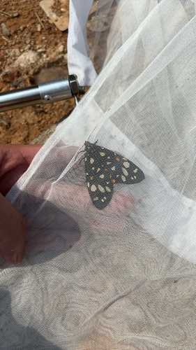 Aglaomorpha histrio