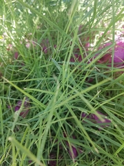 Poaceae