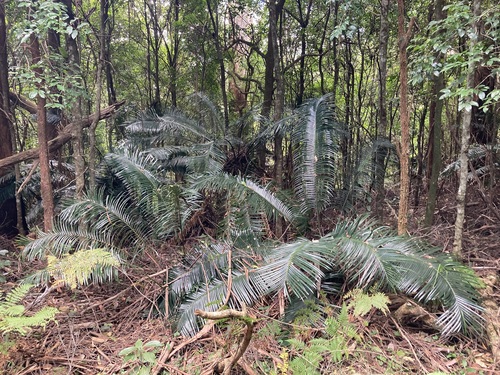 Image of Lepidozamia peroffskyana by (c) Thomas Mesaglio, some rights reserved (CC BY)