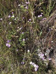 Leptosiphon androsaceus